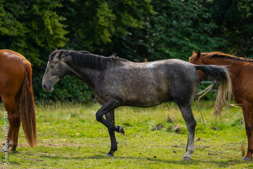 Grey horse in a field.