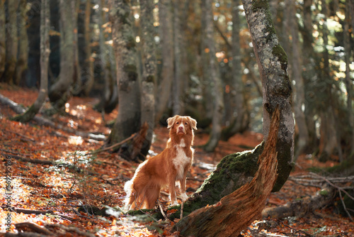 Dog in Forest. A Nova Scotia Duck Tolling Retriever stands amid fallen leaves, surrounded by tall trees with moss-covered trunks. The autumn atmosphere 