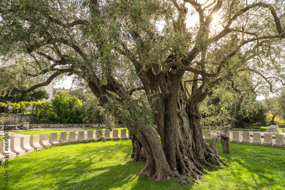 Old Olive Tree, famous tourist attraction in Montenegro