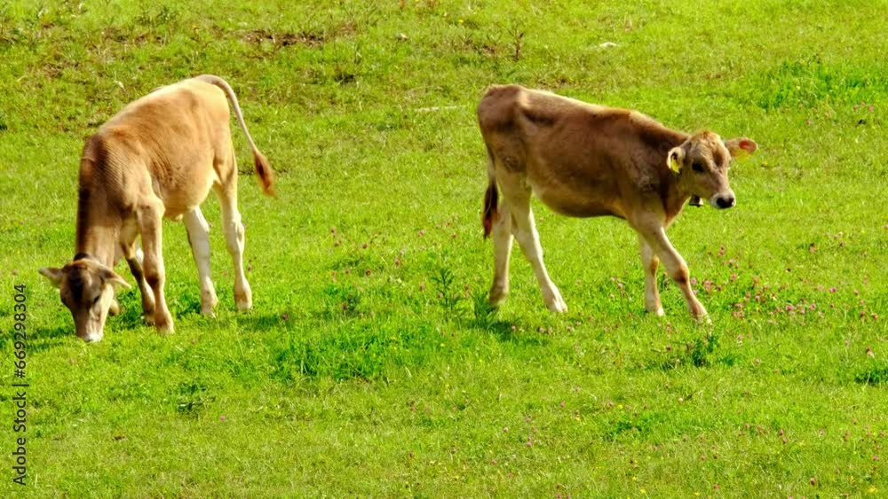 herd calves, young hornless brown cows graze in meadow on sunny day, young cattle in swiss pastures, meat and dairy industry concept, ecology, problem of greenhouse gases methane, food production herd calves, young hornless brown cows graze in meadow on sunny day, young cattle in swiss pastures, meat and dairy industry concept, ecology, problem of greenhouse gases methane, food production