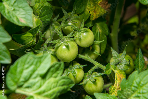 Green tomatoes in the garden on the vine.