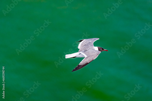 Laughing Gull in Galveston Texas Bay, in flight, closeup and generally isolated.