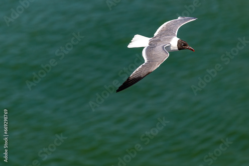 Laughing Gull in Galveston Texas Bay, in flight, closeup and generally isolated.