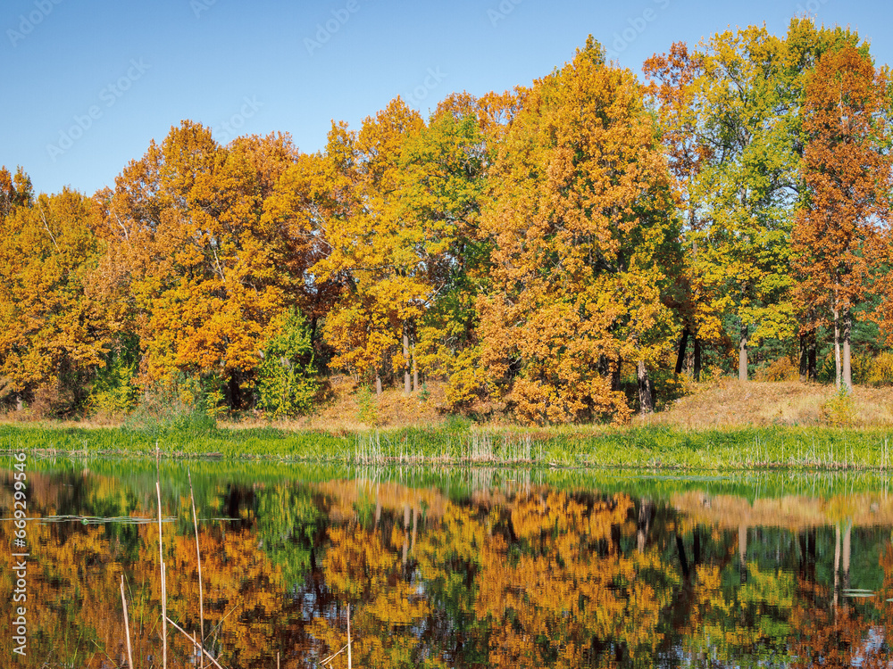 autumn forest in golden colors, blue sky, autumn landscape