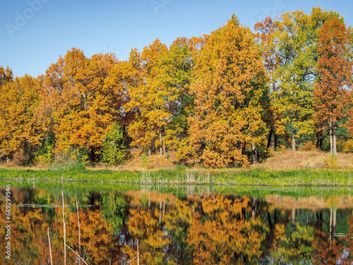 autumn forest in golden colors, blue sky, autumn landscape © daniiD