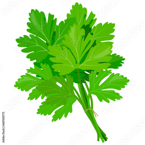Bunch of parsley tied with thread