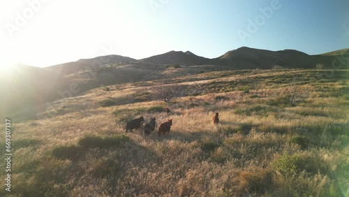 Aerial above cows in grassy hillsides near Prescott Arizona at sunset photo