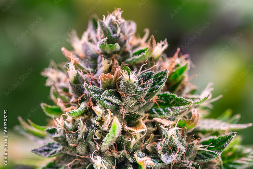 HDR close up shot of a cannabis plant blossom
HDR close up shot of a cannabis plant blossom