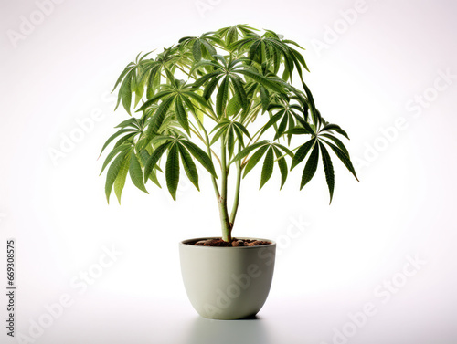 Schefflera (Umbrella Plant) Studio Shot Isolated on Clear Background, Generative AI