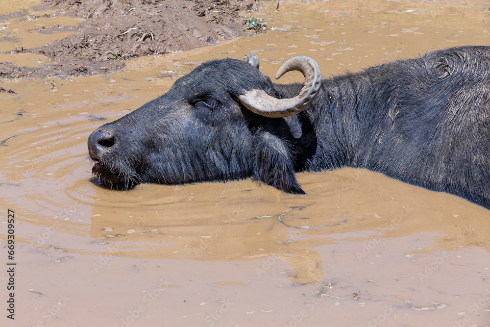 dairy buffalo cow on water in pasture. Minas Gerais, Brazil dairy buffalo cow on water in pasture. Minas Gerais, Brazil