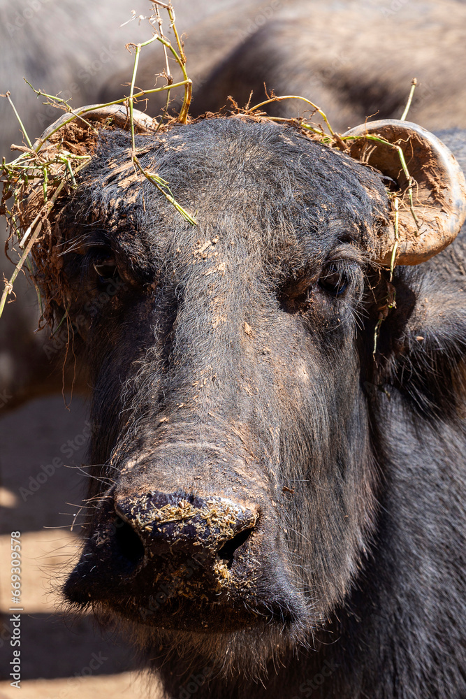 dairy water buffalo cow on corral. Minas Gerais, Brazil dairy water buffalo cow on corral. Minas Gerais, Brazil