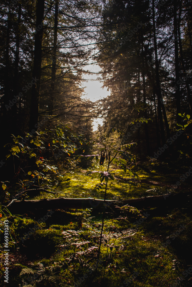 Obraz premium forest in autumn