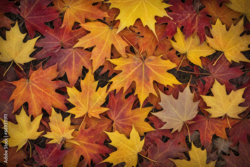 autumn leaves © HalilKorkmazer
