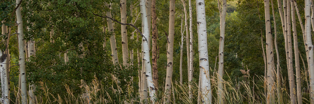 A pano of some Aspens in the Rocky Mountains taken on a hike during the summer A pano of some Aspens in the Rocky Mountains taken on a hike during the summer