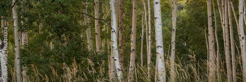 A pano of some Aspens in the Rocky Mountains taken on a hike during the summer