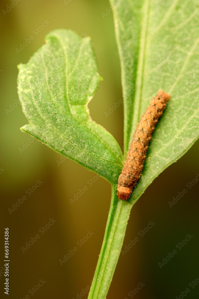Dahlia Leaf Caterpillar 03