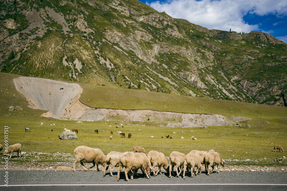 Grazing sheep along the Chuysky tract in Altai, Russia