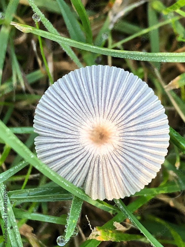 Pilz223 Pilz223