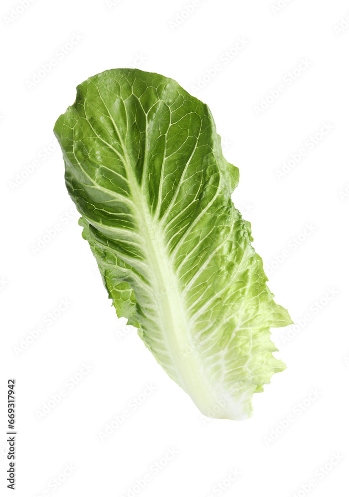 Fresh leaf of green romaine lettuce isolated on white Fresh leaf of green romaine lettuce isolated on white