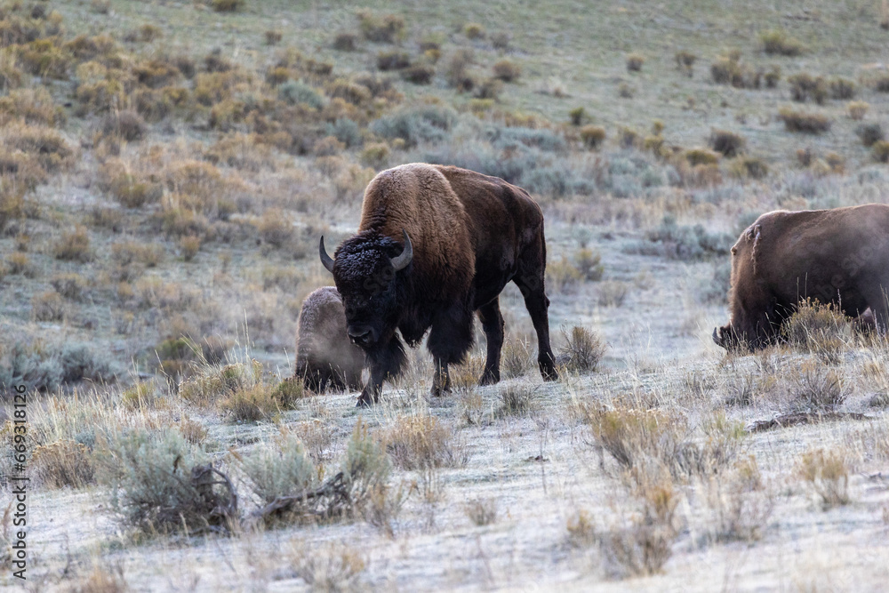 American bison covered in frost in an early autumn morning in Yellowstone National Park