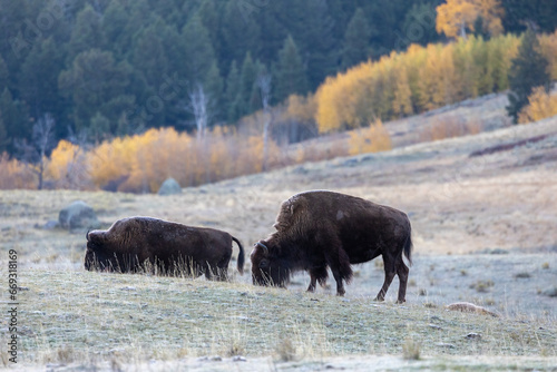 American bison covered in frost in an early autumn morning in Yellowstone National Park