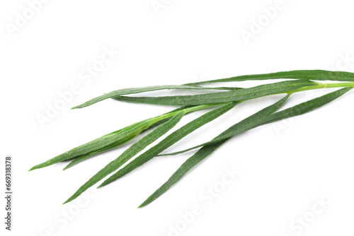 One sprig of fresh tarragon on white background