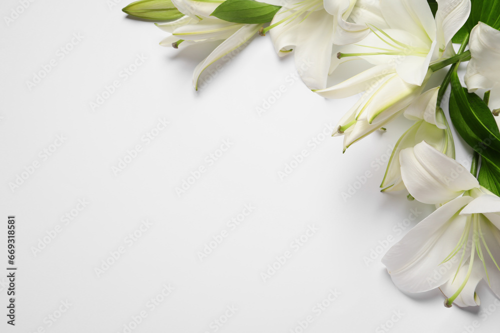 Fototapeta premium Beautiful lily flowers on white background, flat lay. Space for text
