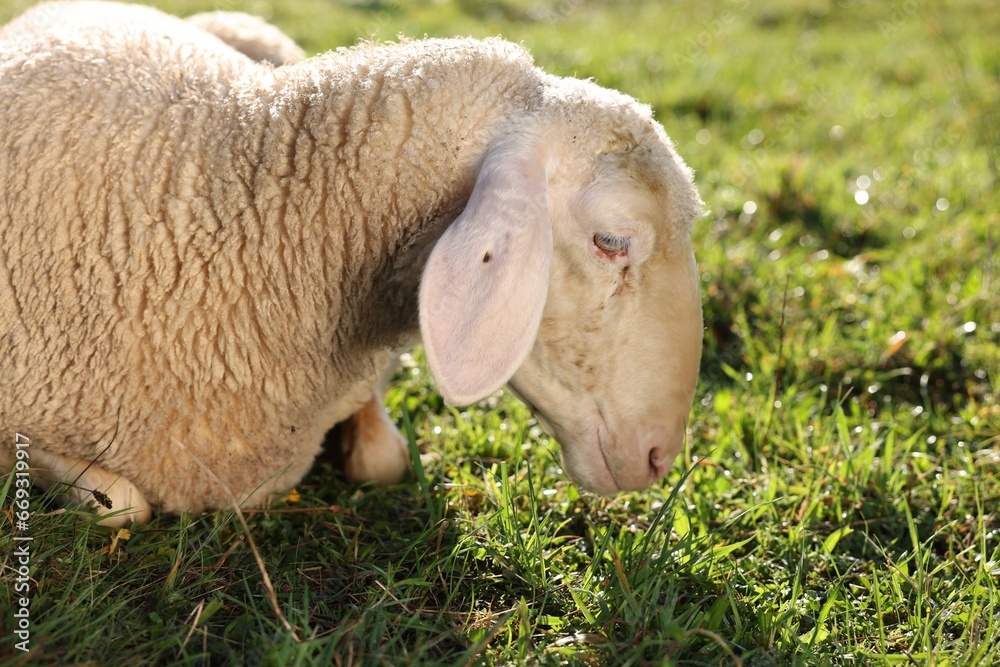 Obraz premium Cute sheep grazing outdoors on sunny day. Farm animal