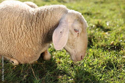 Fototapeta Naklejka Na Ścianę i Meble -  Cute sheep grazing outdoors on sunny day. Farm animal