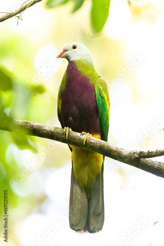 Wompoo Fruit Dove photo