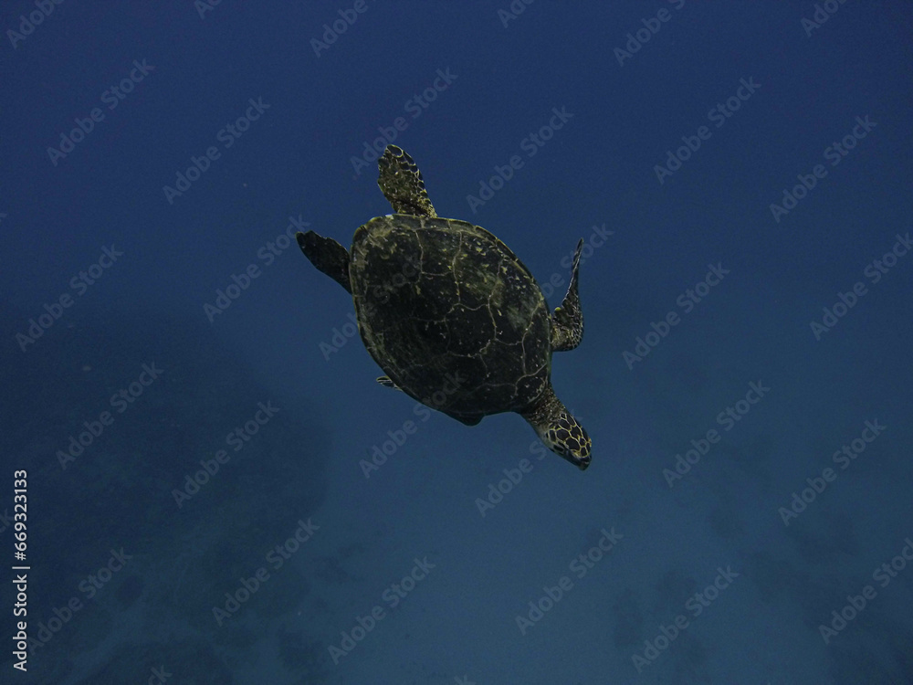 Obraz premium Fernando de Noronha - Paraiso do Brasil