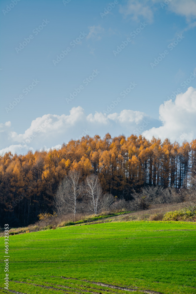 秋の黄金色のカラマツ林と秋の畑
