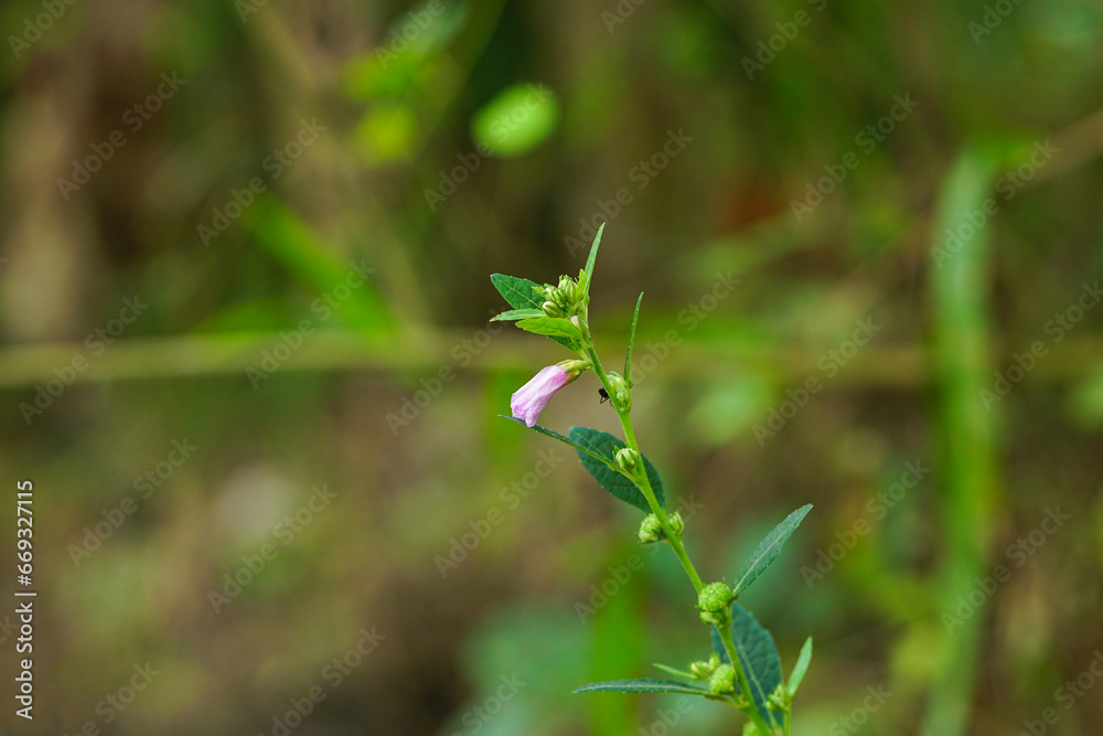 Urena lobata flower hanging on it's tree
(Caesarweed, Congo jute) Urena lobata flower hanging on it's tree
(Caesarweed, Congo jute)