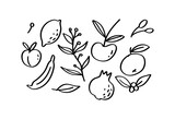 illustration of a summer fruit hand drawn