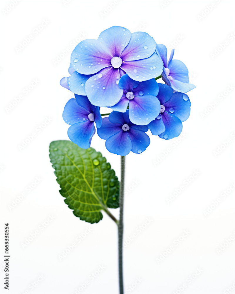 Blue Verbena flower isolated on white background Blue Verbena flower isolated on white background