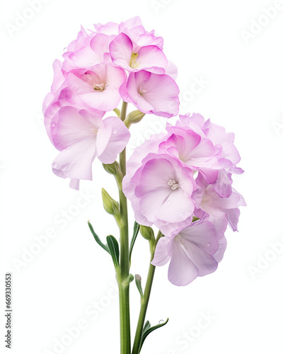 Stock Flower Matthiola incana flower isolated on white background