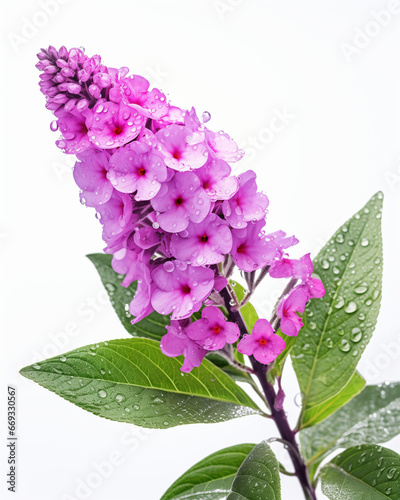 Butterfly Bush flower isolated on white background photo