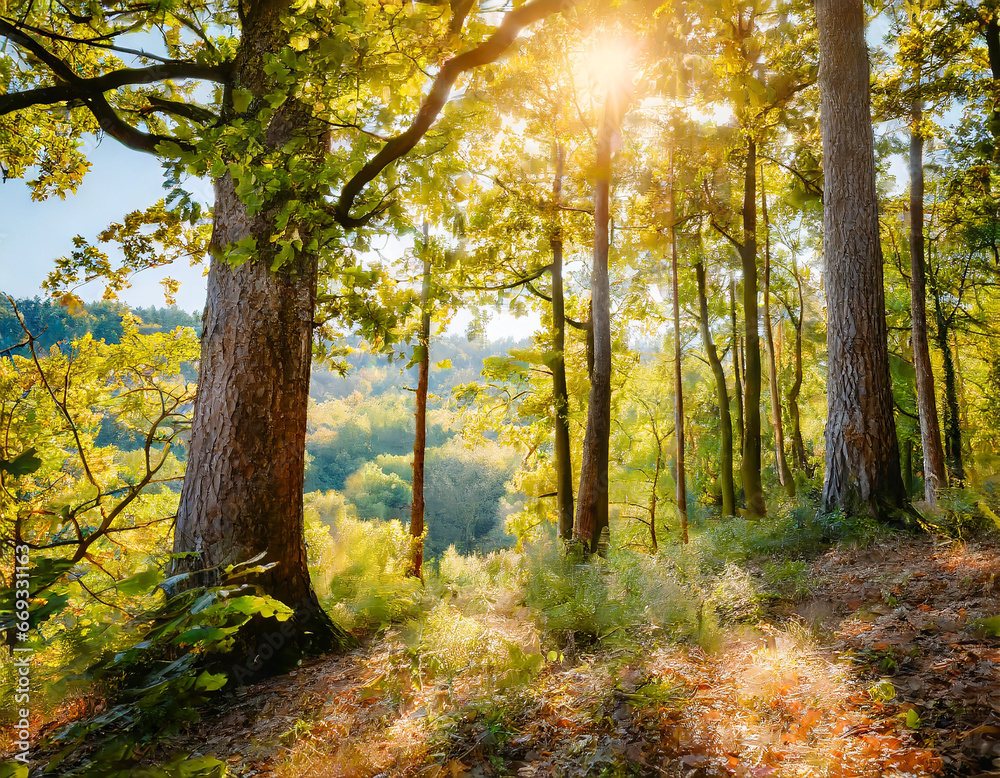 Sunny natural forest of oak trees