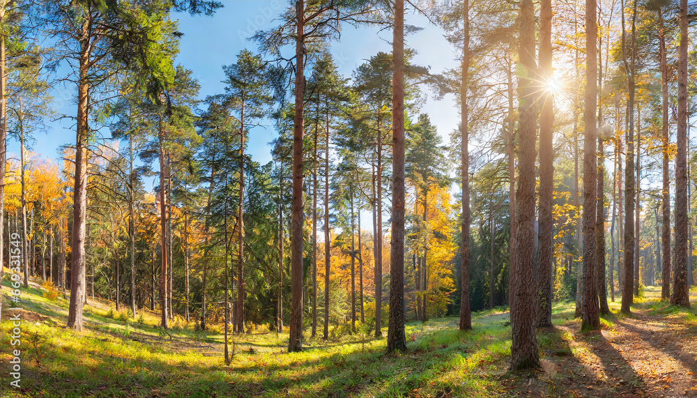 Fototapeta premium Sunny Panoramic Forest of Spruce Trees in Autumn