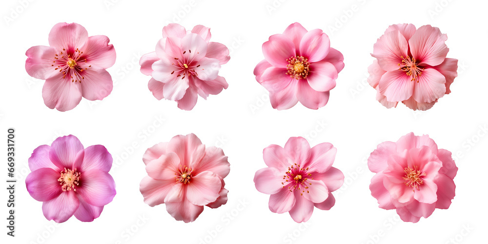 Collection of various pink flowers isolated on a transparent background