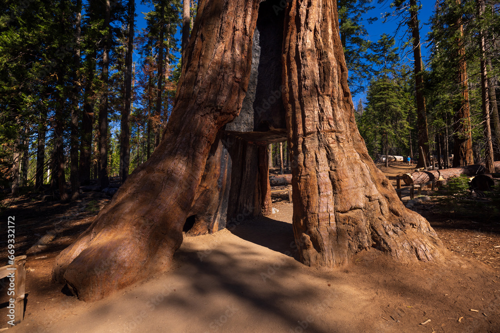 Sequoia Trees Sequoia Trees