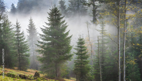 Natural Forest of Spruce Trees with Fog
