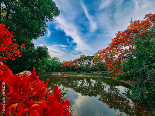 The flame tree flowers in the farm and the lake photo