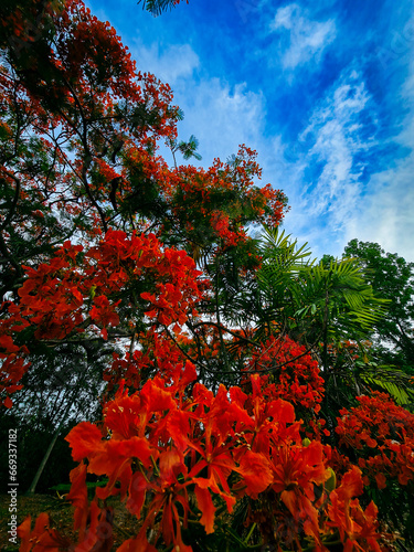 The flame tree flowers with the blue sky