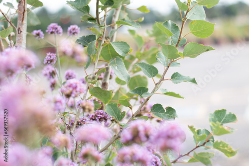 Aspen Amongst the Blooms