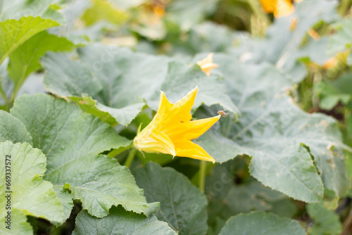 Squash Blossom Ready for Pollination