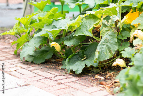 Squash Growing onto Brick