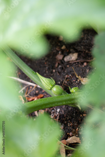 Baby Squash in the Garden