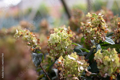 Aging Hydrangea Blooms