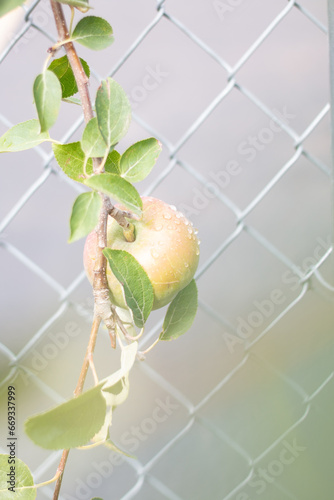 Apple on the Branch